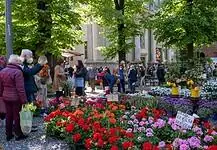 Fiera dell’Angelo 2026: fiori in tutta città e primavera