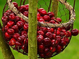CiliegiaMi: il primo “ciliegeto” dell'auto raccolta dagli alberi