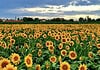 30.000 girasoli, aperitivi e natura: la novità dell'estate milanese