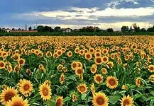 30.000 girasoli, aperitivi e natura: la novità dell’estate milanese 30.000 girasoli, aperitivi e natura: la novità dell'estate milanese