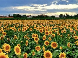 30.000 girasoli, aperitivi e natura: la novità dell'estate milanese