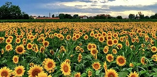 30.000 girasoli, aperitivi e natura: la novità dell'estate milanese