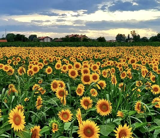 30.000 girasoli, aperitivi e natura: la novità dell'estate milanese
