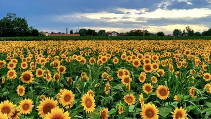 30.000 girasoli, aperitivi e natura: la novità dell'estate milanese