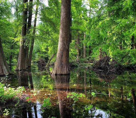 Il bosco sospeso sull'acqua: sembra uscito da un altro continente