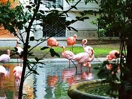 A Milano puoi vedere i fenicotteri rosa (e sono gratis!)