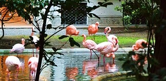 A Milano puoi vedere i fenicotteri rosa (e sono gratis!)