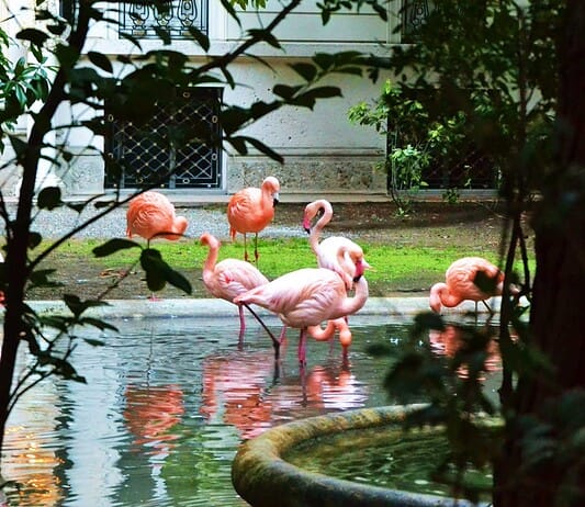 A Milano puoi vedere i fenicotteri rosa (e sono gratis!)