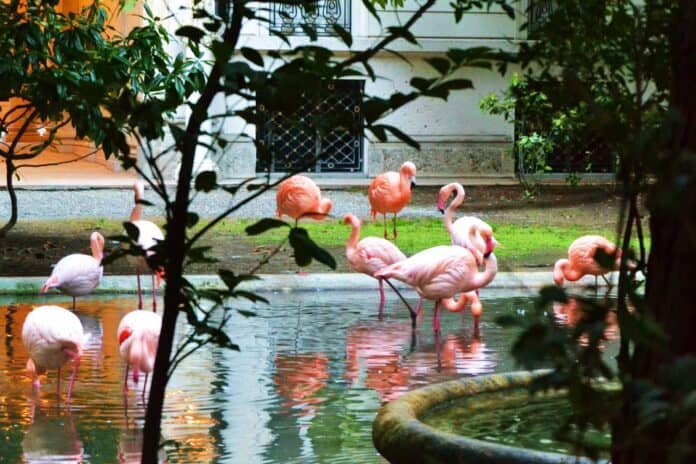A Milano puoi vedere i fenicotteri rosa (e sono gratis!) A Milano puoi vedere i fenicotteri rosa (e sono gratis!)