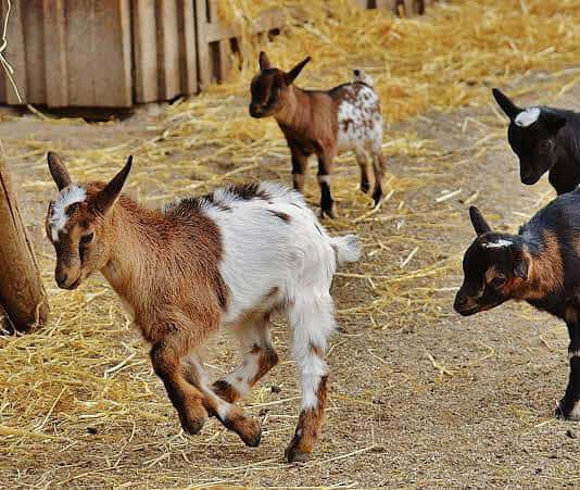 Fattorie didattiche: il 27 settembre porte aperte per grandi e bambini