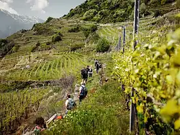 Due giorni in Valtellina tra pizzoccheri e vino, pernottando a Teglio