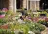 Flora et Decora: piante, artigianato e sapori a Sant’Ambrogio