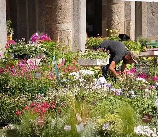 Flora et Decora: piante, artigianato e sapori a Sant’Ambrogio