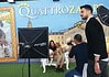 Quattrozampeinfiera a Milano: programma, biglietti e attività